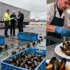UK Shellfish Export Crisis Deepens Amid Post-Brexit Border Tensions