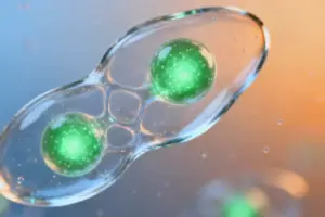 Advanced Live Imaging Techniques Uncover Critical Mitotic Er - Revolutionary Approaches to Nuclear DNA Labeling in Embryo Res