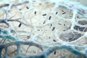 Dancing proteins keep cells moving: Redefining the function and role of key factors in actin filamen - Professional coverage