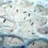 Dancing proteins keep cells moving: Redefining the function and role of key factors in actin filament disassembly
