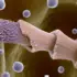 Mussels’ Secret Protein Could Revolutionize Smart Materials