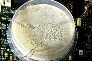 NVIDIA's CES 2026 Keynote: What to Expect from Jensen Huang - Professional coverage